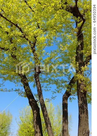 The young leaves of the Quercus tree 64950394