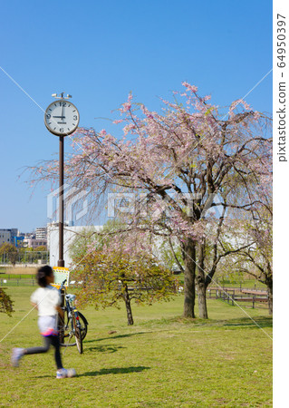 Pink weeping cherry blossoms and young leaves Pink weeping cherry blossoms and young leaves 64950397