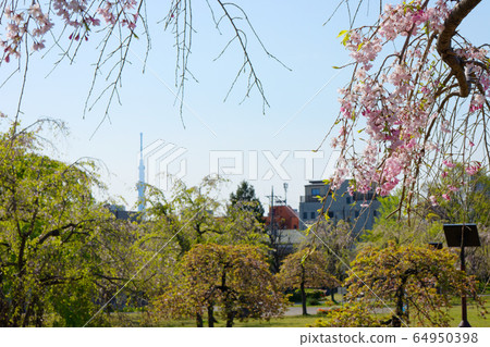Pink weeping cherry tree and Wakaba Sky Tree Pink weeping cherry tree and Wakaba Sky Tree 64950398