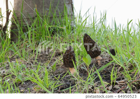 Amigasatake 64950523