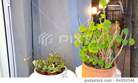 The green blooming in spring The green blooming in spring 64950546