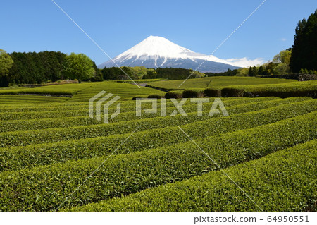 佐佐木大淵 佐佐木大淵 64950551