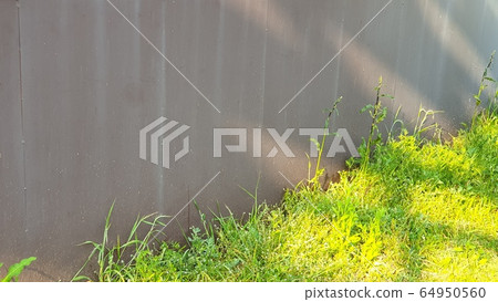 Green people leaning in the sun 64950560