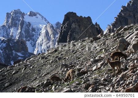 Ara Archa's Ibex Ara Archa's Ibex 64950701