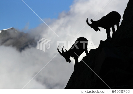 Ala Archa ibex silhouette Ala Archa ibex silhouette 64950703