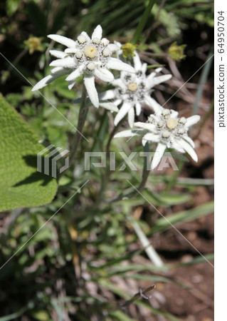 Edelweiss in the Tianshan Mountains Edelweiss in the Tianshan Mountains 64950704