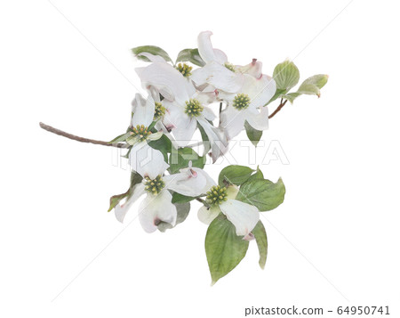 White flowering dogwood on branch watercolor 64950741