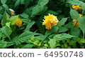 Yellow flowers blooming in spring 64950748