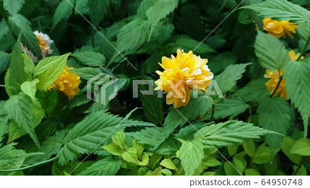 Yellow flowers blooming in spring 64950748
