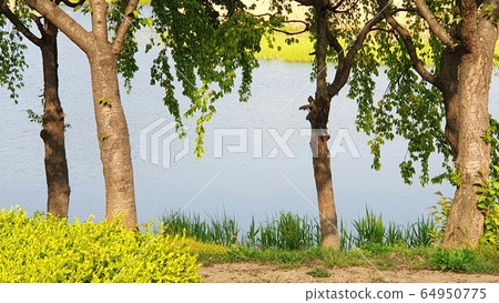 wear tree green 64950775