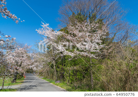 Cherry blossoms in Nagatoro Valley 64950776