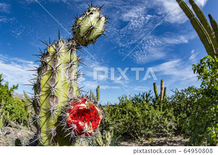 california giant desert cactus close up 64950808