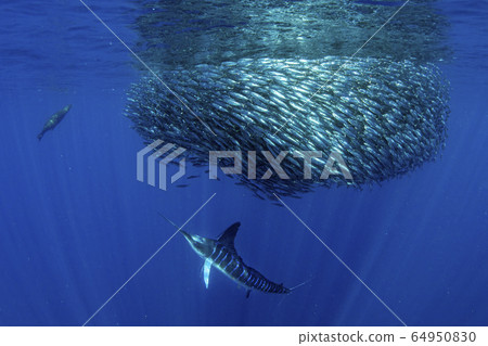 Striped marlin and sea lion hunting in sardine 64950830