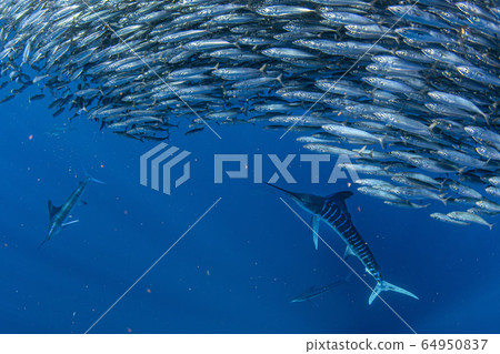 Striped marlin and sea lion hunting in sardine Striped marlin and sea lion hunting in sardine 64950837