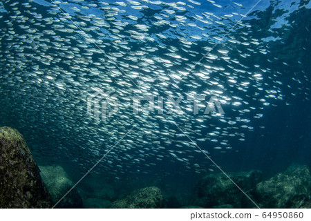 Striped marlin and sea lion hunting in sardine 64950860