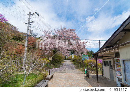 Cherry blossoms near Mt. 64951257
