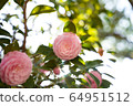 Yae Tsubaki 64951512