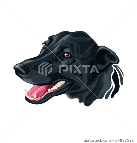 Head dog Labrador Retriever and Border Collie 64952556