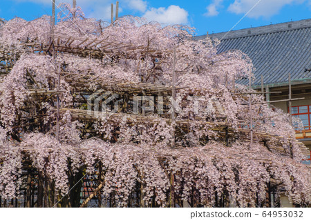 Weeping cherry tree at Tenrikyo Church headquarters in Nara Weeping cherry tree at Tenrikyo Church headquarters in Nara 64953032