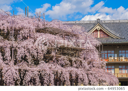 在奈良的Tenrikyo教堂總部哭泣的櫻花樹 64953065