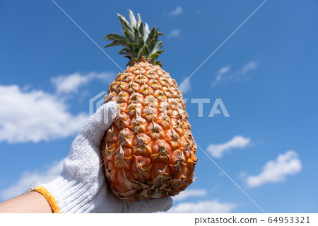 Men's work gloves with snack pine pineapple, blue sky Men's work gloves with snack pine pineapple, blue sky 64953321