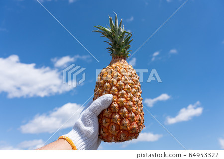 Men's work gloves with snack pine pineapple, blue sky Men's work gloves with snack pine pineapple, blue sky 64953322