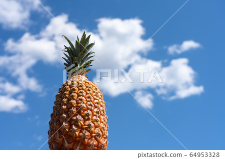Snack pine pineapple blue sky Snack pine pineapple blue sky 64953328