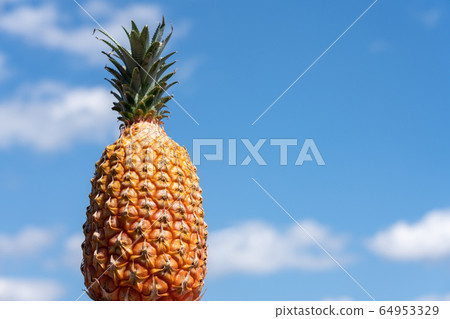 Snack pine pineapple blue sky Snack pine pineapple blue sky 64953329