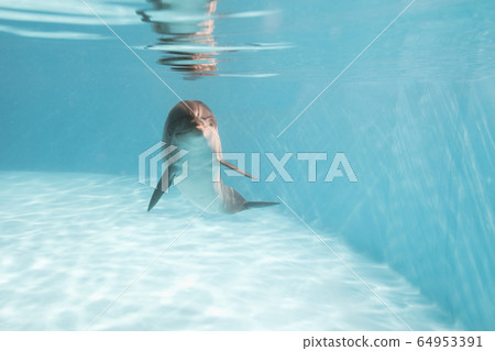 dolphin on depth 64953391