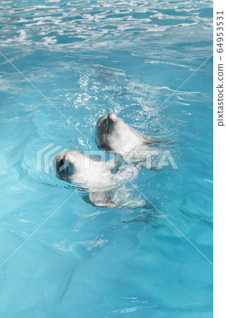 dolphins blue dolphins blue 64953531