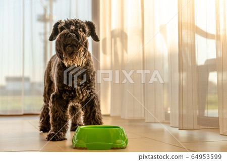 little black dog in the house near a bowl of water or food little black dog in the house near a bowl of water or food 64953599