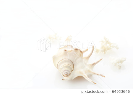 貝類和珊瑚左側空間的白色圖像 64953646