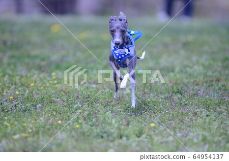 Running dog 64954137