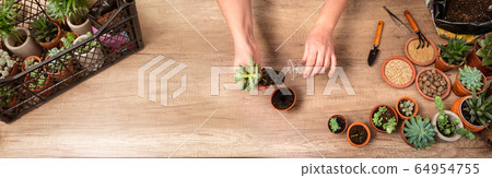 Woman's hands transplanting plant Woman's hands transplanting plant 64954755