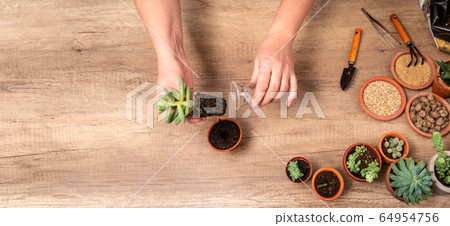 Woman's hands transplanting plant Woman's hands transplanting plant 64954756