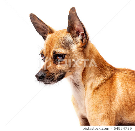 small dog with big eyes and ears small dog with big eyes and ears 64954759