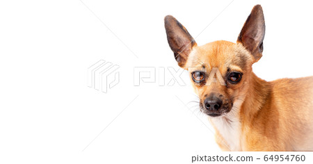 small dog with big eyes and ears small dog with big eyes and ears 64954760