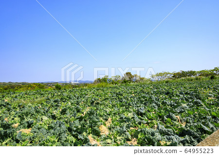 Field (spring) 64955223