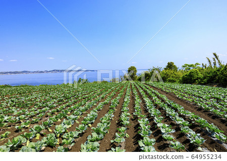 Field (spring) 64955234