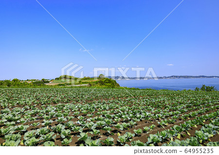 Field (spring) Field (spring) 64955235