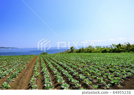 Field (spring) 64955238