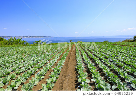 Field (spring) 64955239