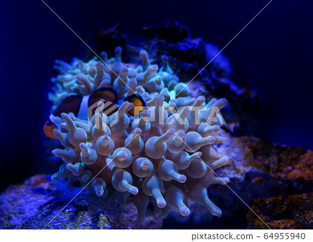 Sea anemone in a dark blue water of aquarium. Tropical marine life background. 64955940