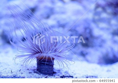 Sea anemone in a dark blue water of aquarium. Tropical marine life background. Sea anemone in a dark blue water of aquarium. Tropical marine life background. 64955941