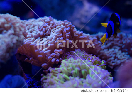 Sea anemone in a dark blue water of aquarium. Tropical marine life background. 64955944