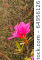 Azaleas 64956126