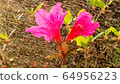 Azaleas 64956223