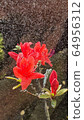 Azaleas 64956312