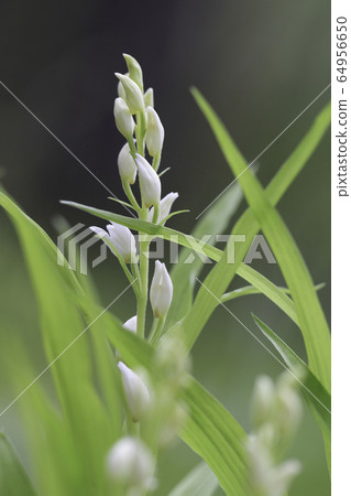(Yamanashi Prefecture) Ginran flowers found in Ashikawa's Suzuran colony 64956650