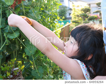 Girl harvesting snap peas 64959264